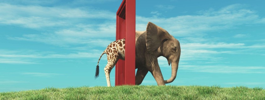 Elephant walking through a red frame and becoming a giraffe, symbolizing transformation and perspective shift