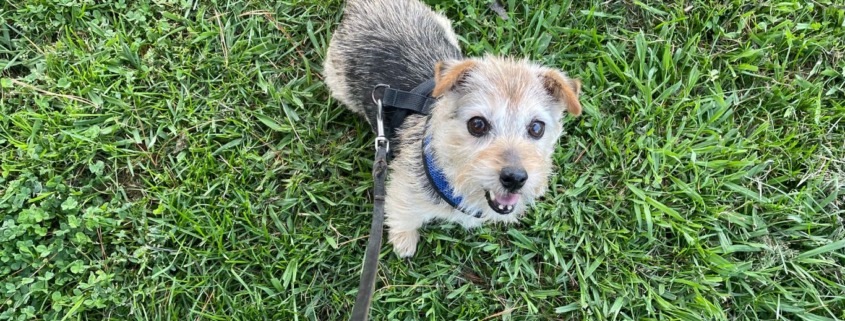 Elderly Norfolk Terrier on a walk, symbolizing joyful aging and resilience and the gift of aging.