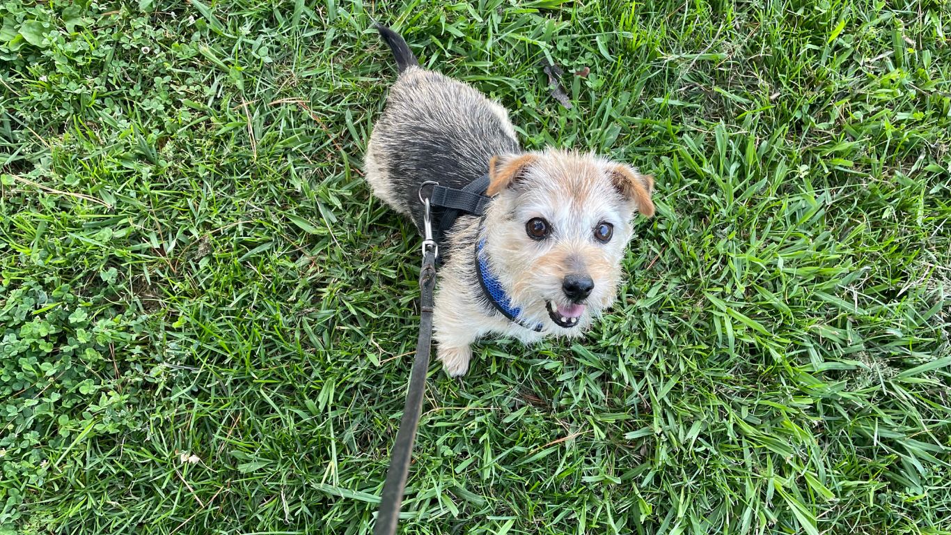 Elderly Norfolk Terrier on a walk, symbolizing joyful aging and resilience and the gift of aging.