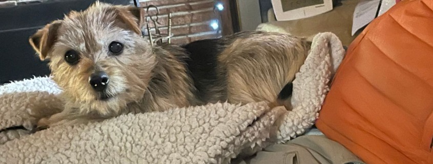 A fifteen-year-old Norfolk Terrier standing in soft sunlight, symbolizing insight into ego and truth.