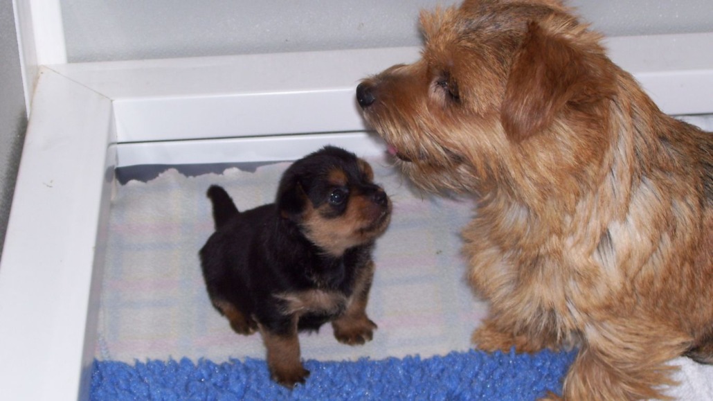 Miracle, a beloved Norfolk Terrier and miracle dog.
