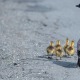 Geese and goslings crossing a road, symbolizing shifting moods and perspective.