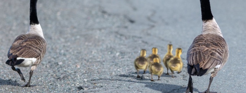 Geese and goslings crossing a road, symbolizing shifting moods and perspective.