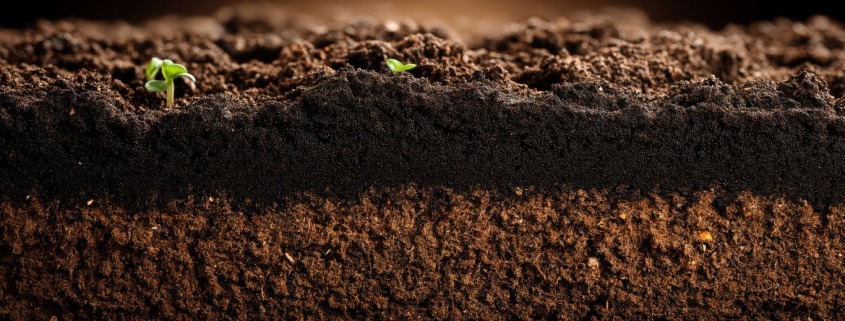 What are you tracking? Tiny seedlings emerging from rich soil, reminding us that small changes become meaningful when we notice them.