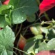Praying mantis resting on a rose bush, capturing a small and unexpected moment of delight.