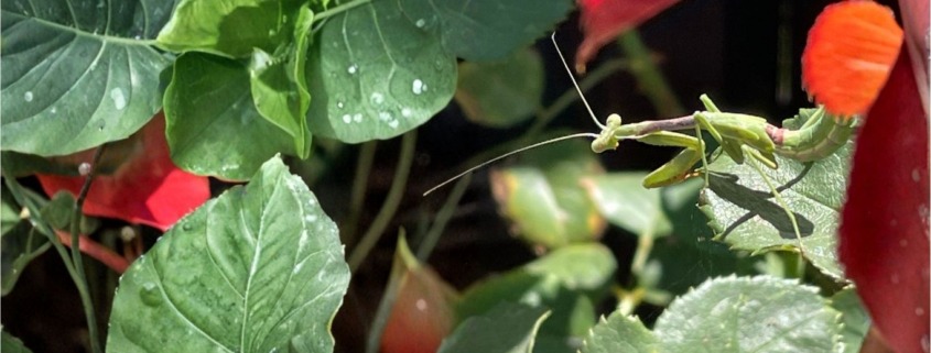 Praying mantis resting on a rose bush, capturing a small and unexpected moment of delight.