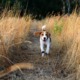 A Beagle running along a path through tall golden grass, like Greta exploring our neighborhood