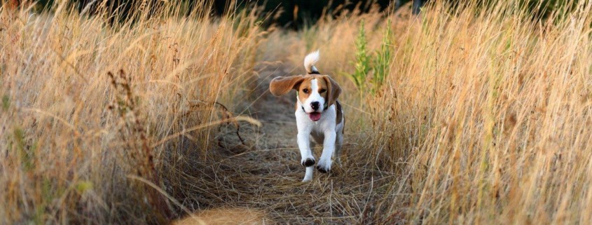 A Beagle running along a path through tall golden grass, like Greta exploring our neighborhood